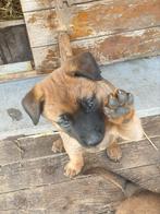 FCI mechelse herder pups mechelaar, België, Fokker | Hobbymatig, 8 tot 15 weken, CDV (hondenziekte)