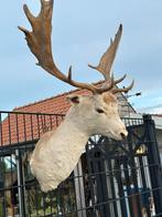 Taxidermie 325€ damhert, Ophalen of Verzenden