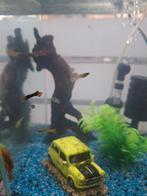 Guppys, Animaux & Accessoires, Poissons | Poissons d'aquarium