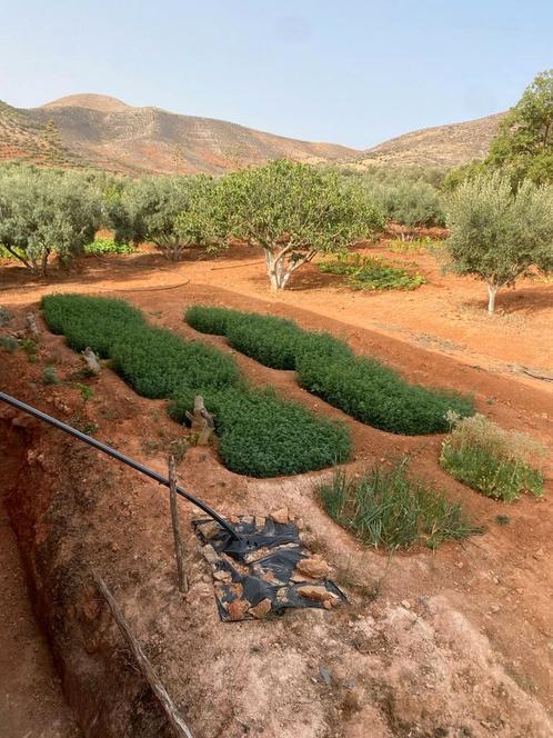 Spécialiste du jardin, Diensten en Vakmensen, Tuinmannen en Stratenmakers