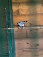 Spitsstaartamdine man, Dieren en Toebehoren, Vogels | Overige Vogels