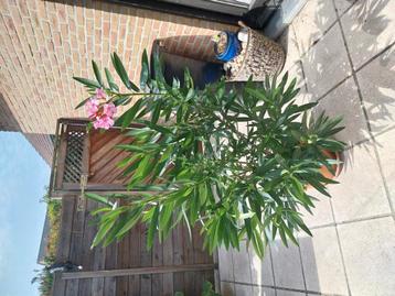 Mooi Oleander plant met roze bloemen. beschikbaar voor biedingen