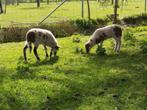 Lammetjes van Drentse heideschapen, Mouton, Plusieurs animaux, 0 à 2 ans
