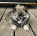 pomeranian/dwergkees puppy's beschikbaar Met FCI stamboom, Dieren en Toebehoren, Honden | Poolhonden, Keeshonden en Oertypen, België