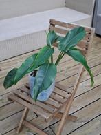 Epipremnum giganteum, Huis en Inrichting, Kamerplanten, Ophalen