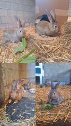 Vlaamsereus voedsters, Dieren en Toebehoren, Konijnen