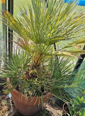 Chamaerops humilis - dwergpalm beschikbaar voor biedingen