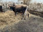 Jersey dekstieren, Dieren en Toebehoren, Mannelijk, 0 tot 2 jaar