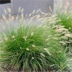 Pennisetum 'Little bunny', Tuin en Terras, Planten | Tuinplanten, Ophalen, Vaste plant, Siergrassen