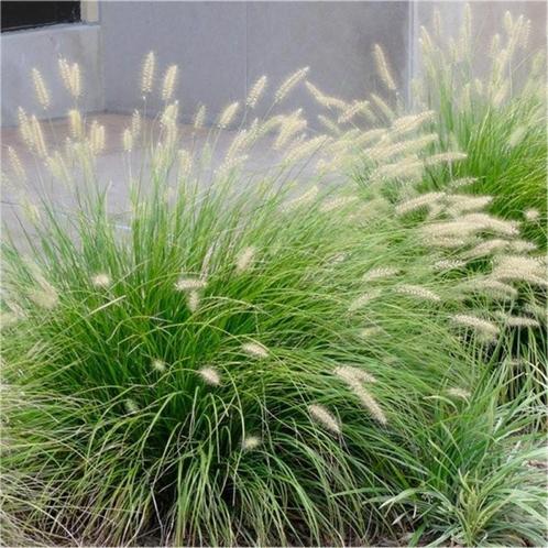Pennisetum 'Little bunny', Tuin en Terras, Planten | Tuinplanten, Vaste plant, Siergrassen, Ophalen