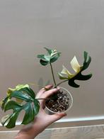Rhapidophora Tetrasperma Monstera Minima Albo Variegata, Huis en Inrichting, Kamerplanten, Ophalen of Verzenden