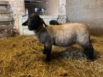 Suffolk lam, Meerdere dieren, Schaap