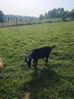 Geitebok te koop, Dieren en Toebehoren