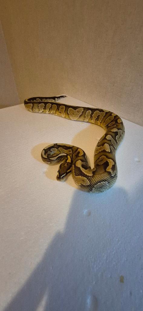 Dringend. Deze slangen moeten zo snel mogelijk weg. 350 euro, Animaux & Accessoires, Reptiles & Amphibiens, Serpent, 0 à 2 ans