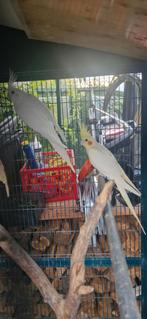 Diverses cages à calopsittes et à oiseaux, Animaux & Accessoires, Perruche