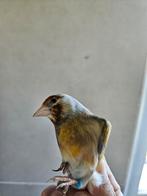 Métiss de Chardo Jaspe, Mannelijk, Geringd