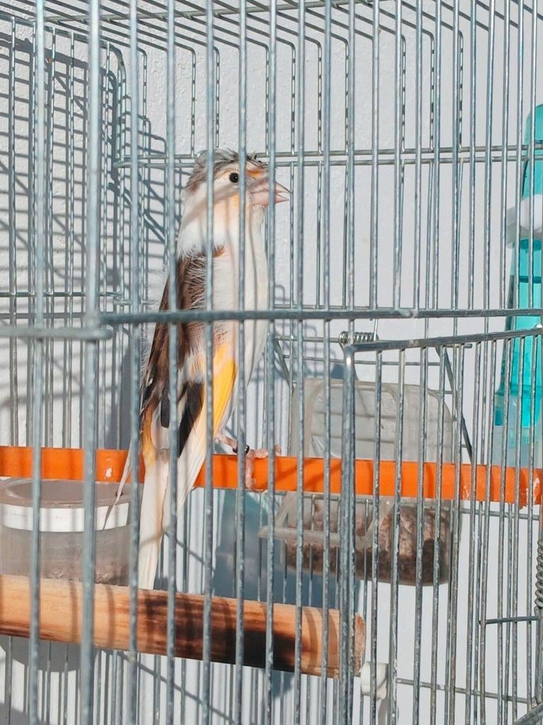 Mitis  epi  panaché.  2025