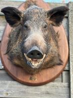 Grote varkens kop opgezet of everzwijn, Ophalen