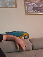 Uitwisselen met een auto of een nitro van 2 mbk of een boost, Auto's, Particulier, Te koop