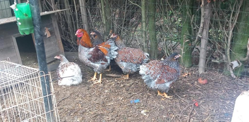 Broedeieren Wyandotte Goudblauw gezoomd groot