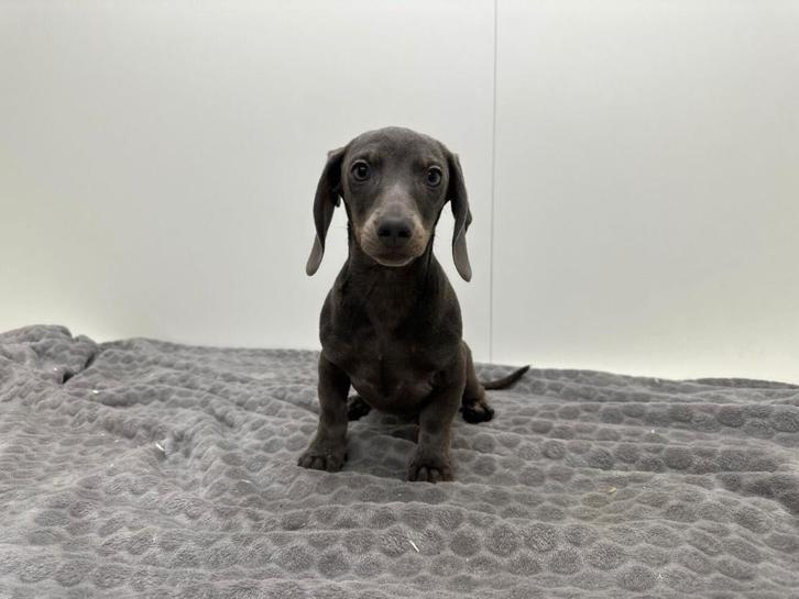 Chiot Teckel, Animaux & Accessoires, Chiens | Teckels & Bassets, Chienne, Poils courts, Standard, Éleveur | Professionnel, Un chien