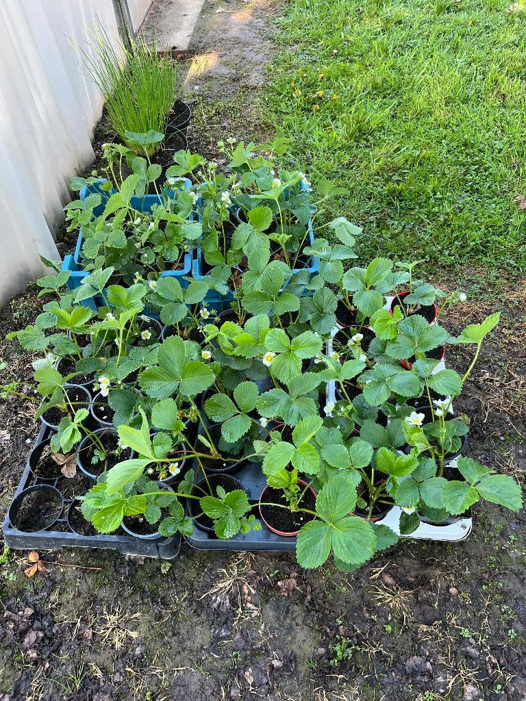 aardbeiplanten, Jardin & Terrasse, Plantes | Jardin, Enlèvement