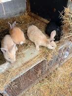 Mooi nestje van 4 stuks, Dieren en Toebehoren