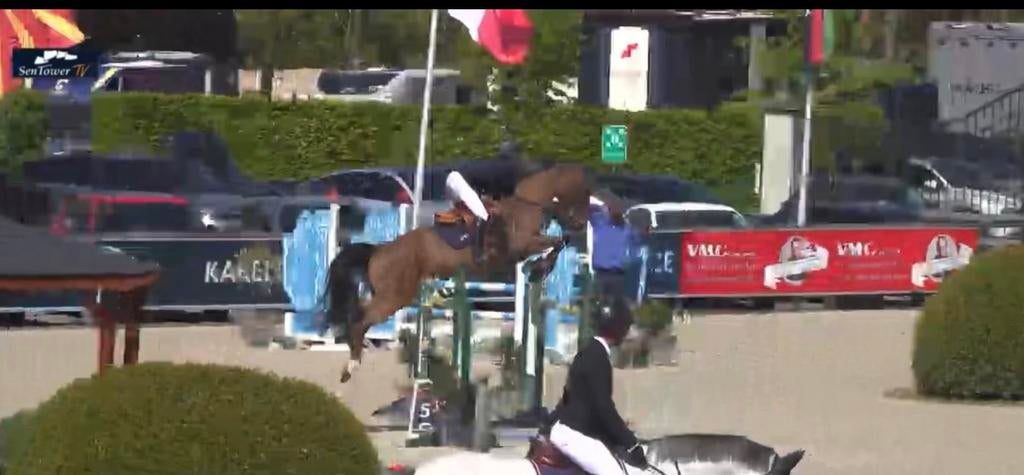 9 jarig springpaard te koop, Merrie, Z, Springpaard