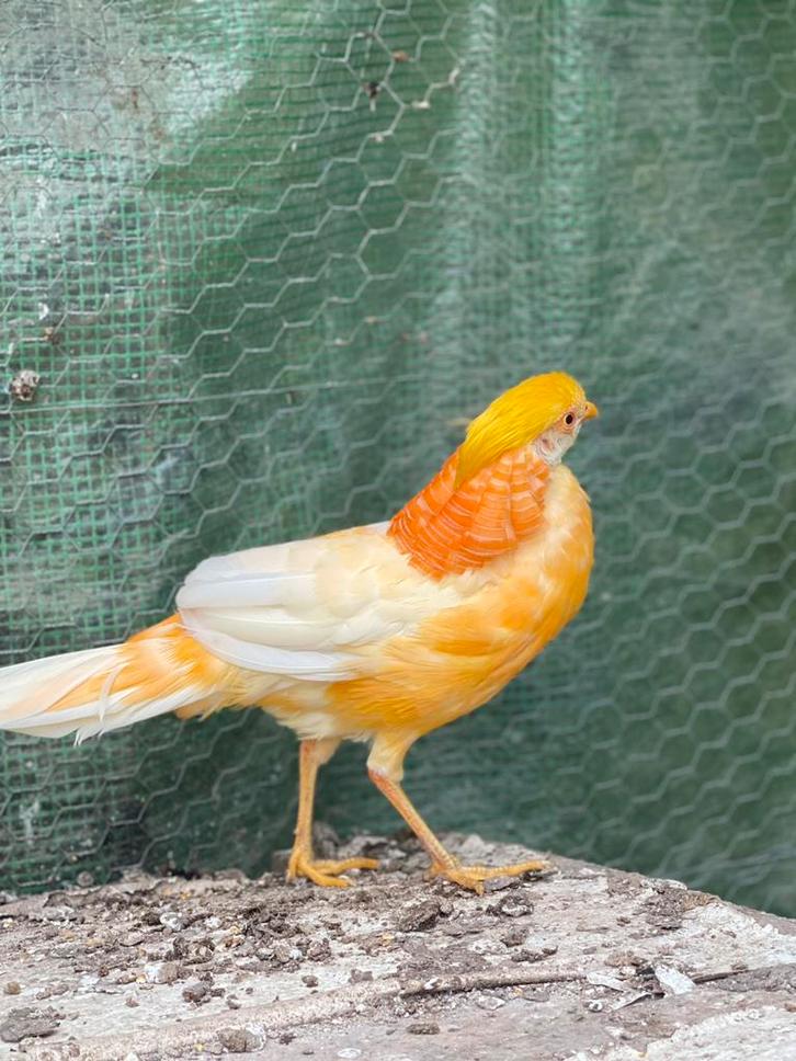 Kweektoom peach goudfazant, Dieren en Toebehoren, Vogels | Kanaries