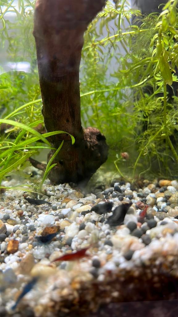 Neocardina garnaal, Dieren en Toebehoren