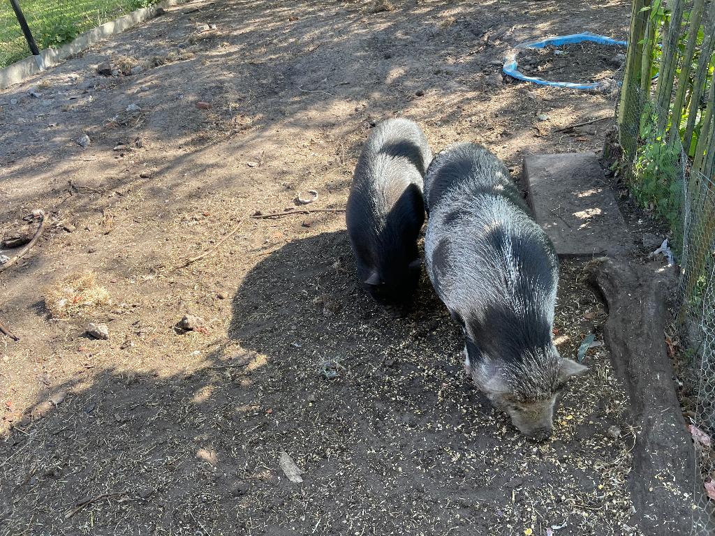 Varkens, Dieren en Toebehoren, Schapen, Geiten en Varkens, Meerdere dieren, Varken, 0 tot 2 jaar