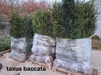 ‼️taxus baccata slechts 2per meter nodig ‼️, Jardin & Terrasse, Enlèvement