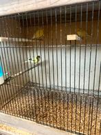 Kanarie’s, Animaux & Accessoires