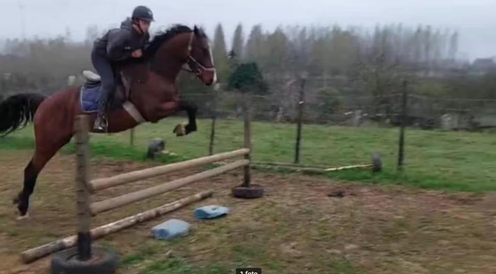 Zeer mooie hengst met uitzonderlijke papieren, Hengst