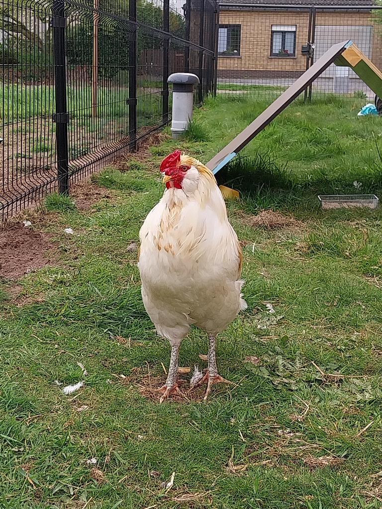 Araucana haan, Mâle, Poule ou poulet