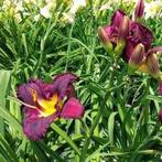 Hemerocallis Purple Waters, Enlèvement