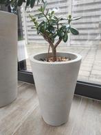 Vetplant ovata crassula met pot, Ophalen