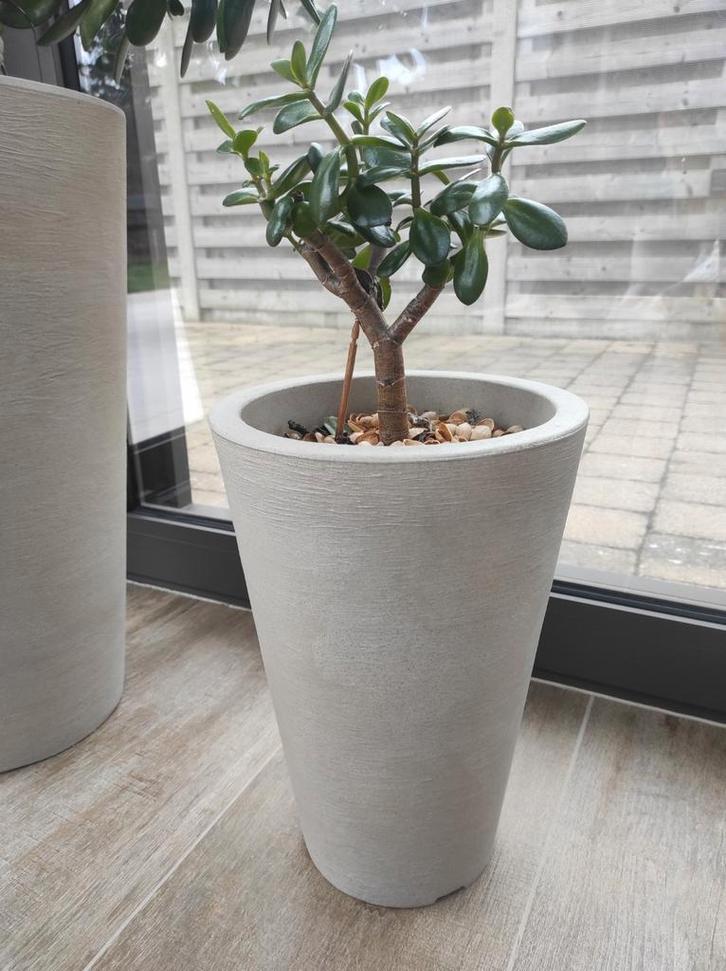Vetplant ovata crassula met pot, Tuin en Terras, Bloembakken en Plantenbakken, Ophalen