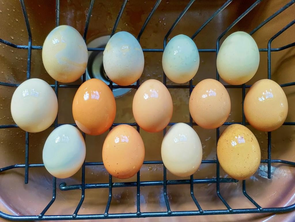 Vrije uitloop eieren, Dieren en Toebehoren, Pluimvee