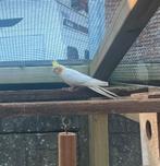 Lutino valkparkiet, Animaux & Accessoires, Oiseaux | Perruches & Perroquets, Femelle, Perruche