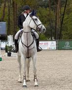 Kweekmerrie of sportpaardje te koop, Merrie