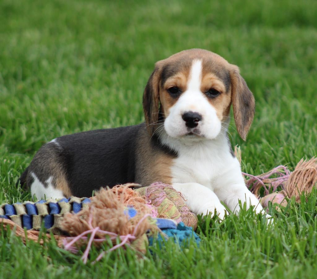 Beagle pups, Animaux & Accessoires, Chiens | Beagles, Bassets & Chiens courants, Plusieurs animaux, Beagle, Éleveur | Professionnel