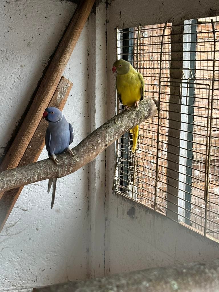 Halsbandparkieten, Bagué