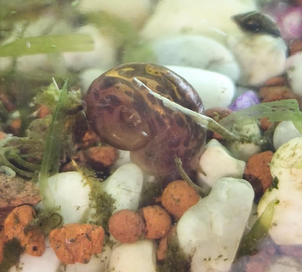 Escargot d'aquarium léopard (planorbe), Animaux & Accessoires, Enlèvement