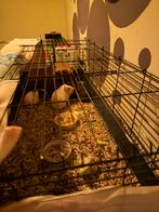 Cavia’s mama papa en 3 babys met hok alles erbij, Dieren en Toebehoren, Ophalen, Hok, Cavia