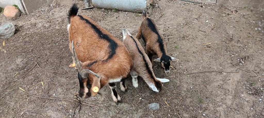 dwerggeitjes, Dieren en Toebehoren, Schapen, Geiten en Varkens, Vrouwelijk, Geit, 0 tot 2 jaar