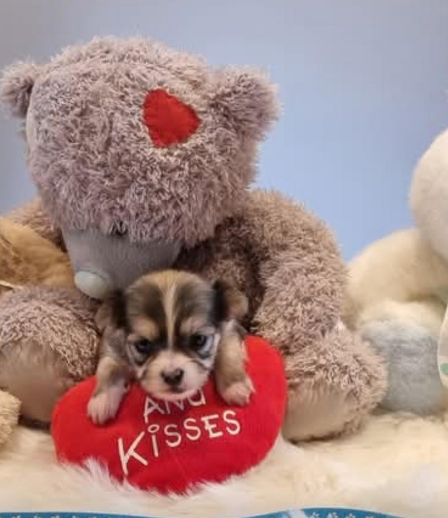 Beaux petits chiots Chihuahua SMS : 0456679208, Animaux & Accessoires, Enlèvement ou Envoi