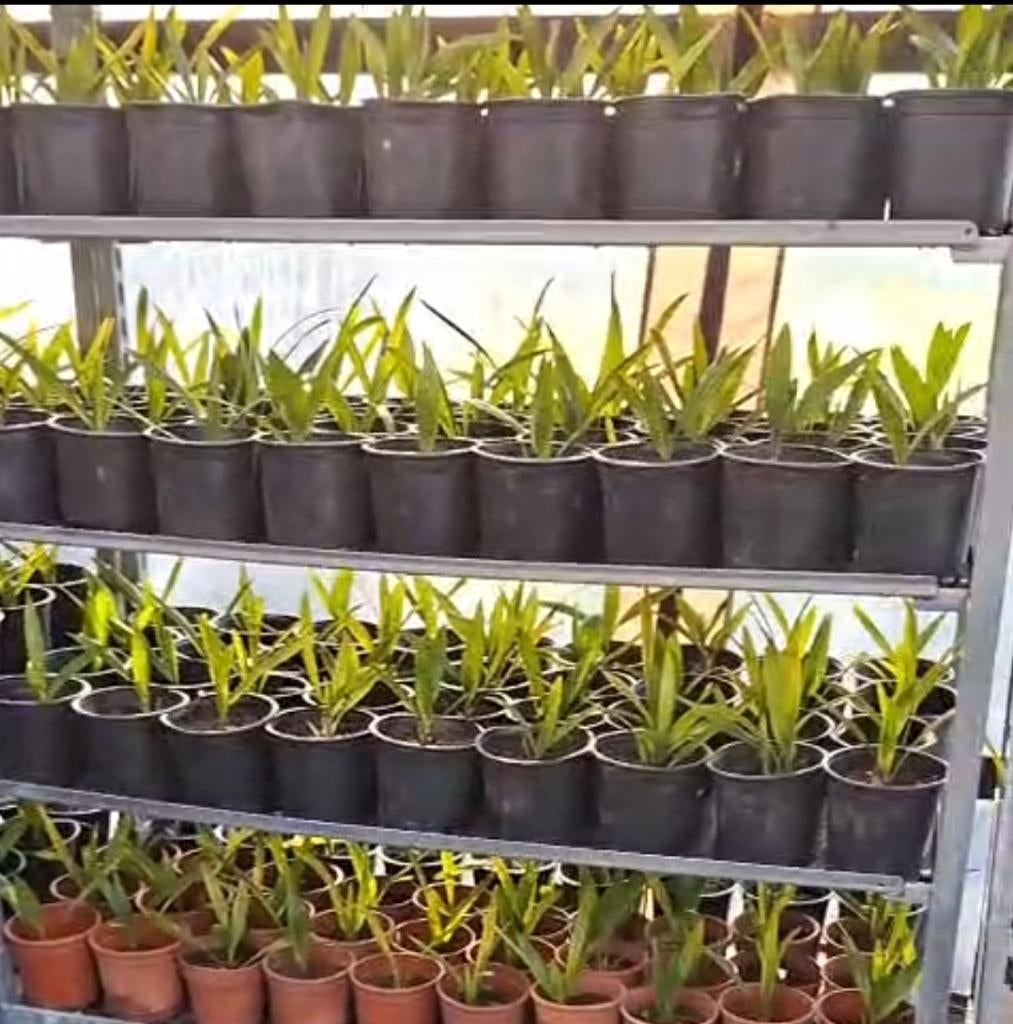 100 palmboom stekken | Trachycarpus wagnerianus, Tuin en Terras, Planten | Bomen, In pot, Verzenden, Halfschaduw, Lente