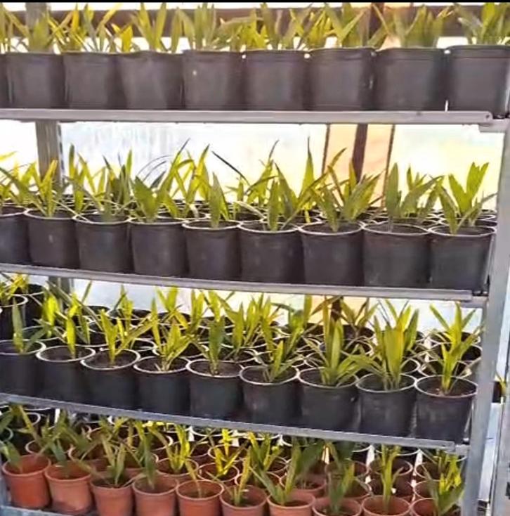 100 morceaux de palmier | Trachycarpus wagnerianus, Jardin & Terrasse, Plantes | Arbres, Palmier, Moins de 100 cm, Ombre partielle