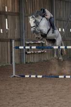 Sportpaard met ervaring, Z, 11 ans ou plus, Hongre, Avec pedigree